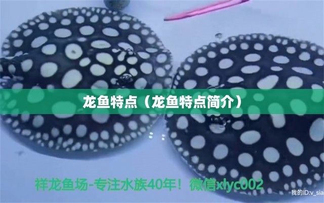 龙鱼的品种及特性是什么 龙鱼百科 第5张