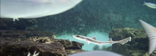 龙鱼 饲料 鱼干，关于龙鱼饲料和鱼干的疑问 水族问答