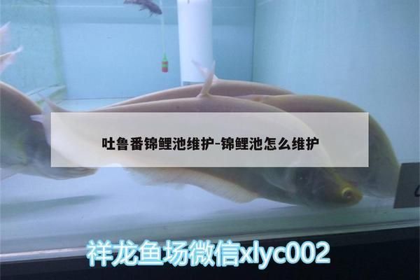 暹罗巨鲤生活习性对繁殖的影响，暹罗巨鲤的生活习性对繁殖具有显著影响 观赏鱼市场（混养鱼） 第4张