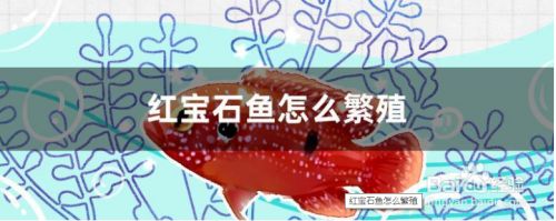 宝石鱼繁殖环境优化方法，宝石鱼的繁殖环境优化 观赏鱼市场（混养鱼） 第2张