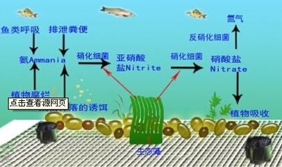 地图鱼栖息地的水质监测技术，地图鱼栖息地水质监测技术 观赏鱼市场（混养鱼） 第2张