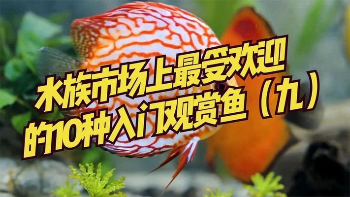 水族市场热门鱼类排行，水族市场热门鱼类排行榜 观赏鱼市场（混养鱼） 第2张