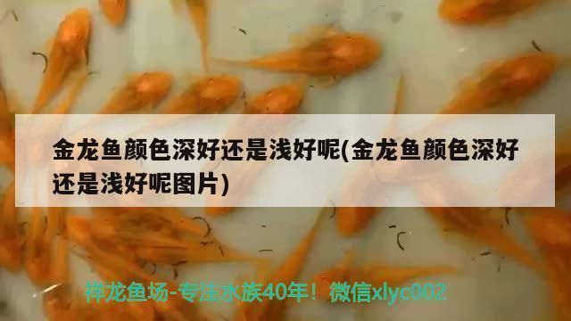 金龙鱼颜色深好还是浅好呢怎么回事，金龙鱼食用油保存方法 龙鱼百科 第3张