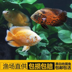 龙凤鲤鱼养殖常见问题，龙凤鲤鱼养殖水温控制,龙凤鲤鱼疾病早期症状 观赏鱼市场（混养鱼） 第5张