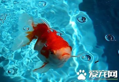 如何提高水族箱溶氧量，提高水族箱溶氧量的几种方法 观赏鱼市场（混养鱼） 第4张