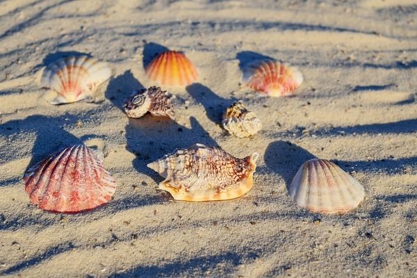 奥里诺三间鱼繁殖水温控制，奥里诺三间鱼繁殖水温控制在28-28℃之间的水温控制 观赏鱼市场（混养鱼） 第2张