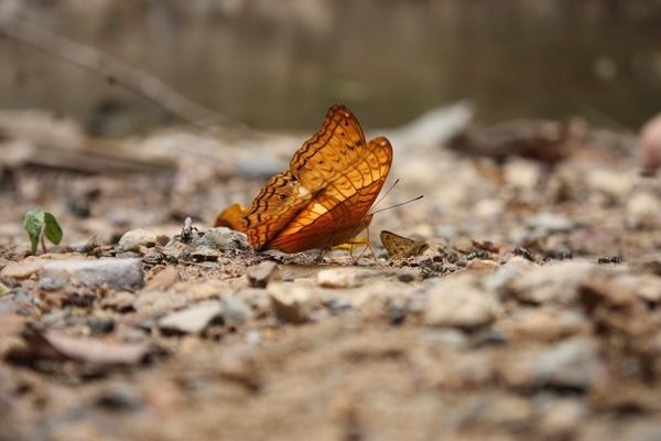 金龙鱼色彩优化的光照方案，金龙鱼色彩优化的led灯选择 观赏鱼市场（混养鱼） 第4张