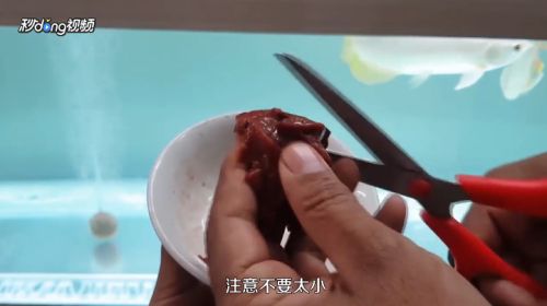 龙鱼饲料鱼怎么养活的，养殖龙鱼饲料鱼需要注意的几个方面 龙鱼百科 第3张