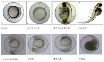 斑马鱼卵毒性试验的具体步骤，斑马鱼卵毒性试验的具体步骤和注意事项 观赏鱼市场（混养鱼） 第3张