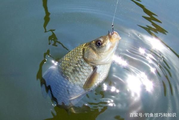 银龙鱼烹饪方法图解视频，银龙鱼烹饪方法图解 水族问答