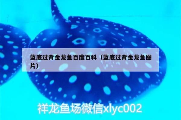 蓝底过背金龙鱼为什么比较好，如何鉴别蓝底过背金龙鱼品质