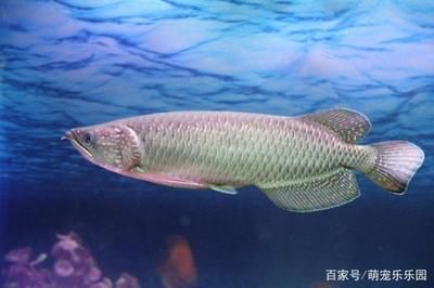 龙鱼和什么鱼混养好看，龙鱼混养水族箱布局技巧，龙鱼混养食物选择指南