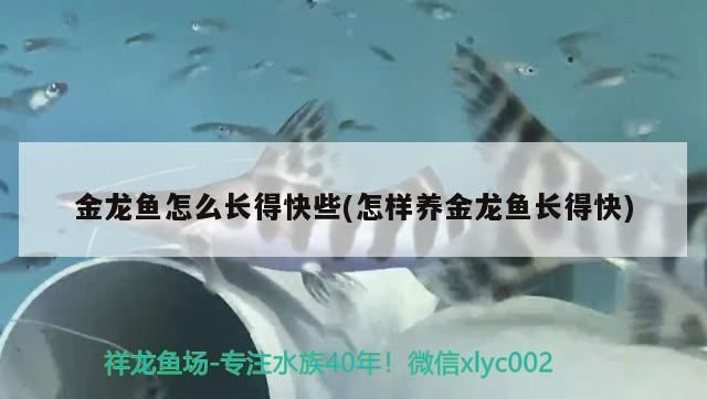 如何养金龙鱼苗长得快些呢，养金龙鱼苗长得快的关键在于提供合适环境条件和营养