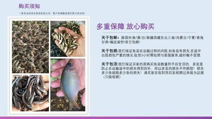 蝴蝶鲤鱼苗疾病预防措施，如何判断蝴蝶鲤鱼苗健康