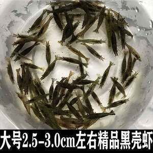 龙鱼鱼食小虾好养吗，龙鱼喂食小虾的方式 龙鱼百科 第2张