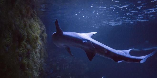 高港永安金龙鱼公司地址，高港永安金龙鱼公司怎么样 水族问答