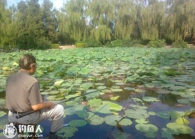 荷花塘垂钓最佳时机，夏季荷花塘垂钓的最佳时机 观赏鱼市场（混养鱼） 第4张