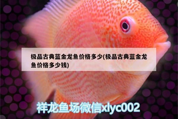 青龙鱼竿6.5w硬度，青龙鱼竿5w与5w区别， 龙鱼百科 第4张