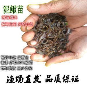 金老虎鱼饲料选择指南，金老虎鱼饲料品牌推荐 观赏鱼市场（混养鱼） 第3张