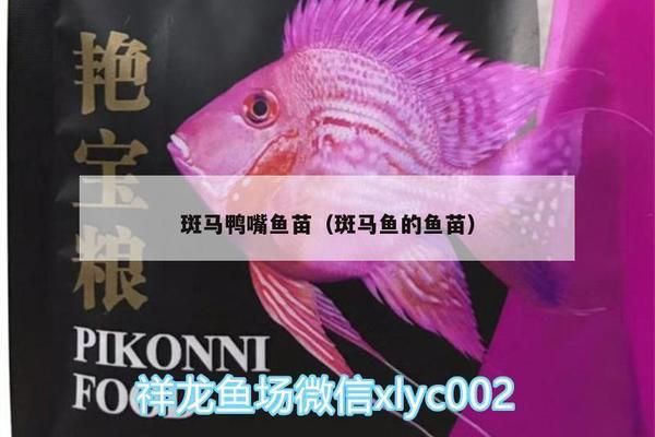 巴卡雷龙鱼混养灯鱼，巴卡雷龙鱼和灯鱼混养是否安全？ 水族问答