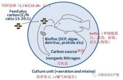 银龙鱼和什么鱼养在一起好，银龙鱼和什么鱼一起养可以增强水中的生物多样性？ 水族问答