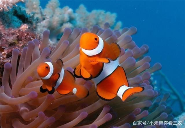 如何检测水族箱硝酸盐含量，检测水族箱硝酸盐含量的方法