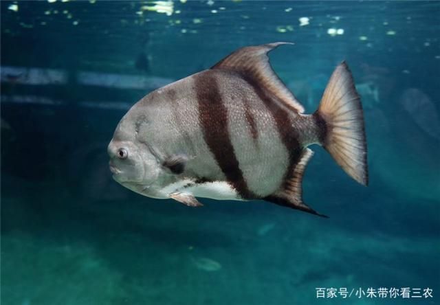 如何检测水族箱硝酸盐含量，检测水族箱硝酸盐含量的方法