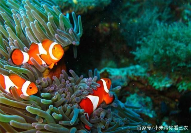 如何检测水族箱硝酸盐含量，检测水族箱硝酸盐含量的方法