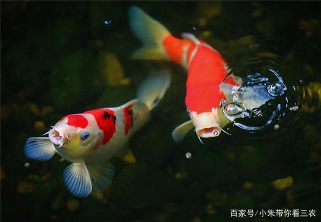 如何检测水族箱硝酸盐含量，检测水族箱硝酸盐含量的方法 观赏鱼市场（混养鱼） 第4张