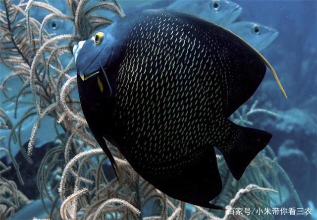 如何检测水族箱硝酸盐含量，检测水族箱硝酸盐含量的方法 观赏鱼市场（混养鱼） 第5张