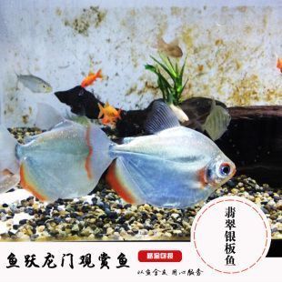 玫瑰银版鱼最佳混养伙伴，玫瑰银板鱼的最佳混养伙伴 观赏鱼市场（混养鱼） 第2张