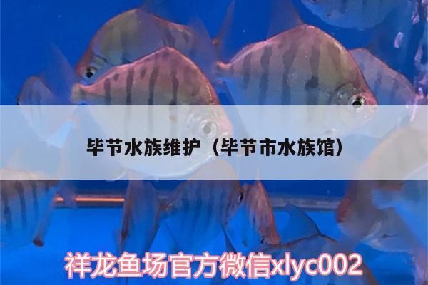 泰庞海鲢鱼繁殖成功率提升方法，如何提高泰庞海鲢鱼的繁殖成功率 观赏鱼市场（混养鱼） 第2张