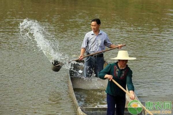 繁殖期间水质管理的关键点，繁殖期间水质管理的关键点在于确保鱼类健康生长提高繁殖成功率 观赏鱼市场（混养鱼） 第3张