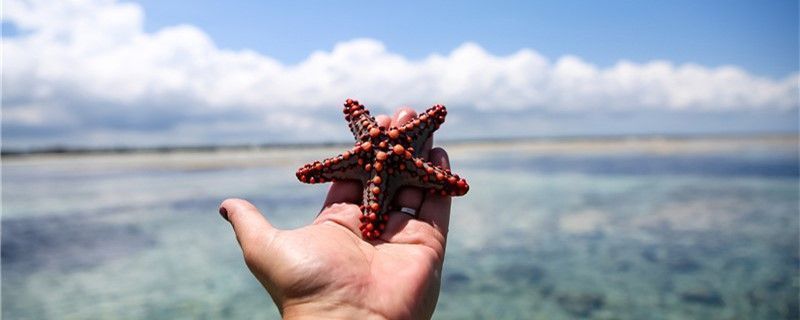 海象鱼繁殖期水质管理技巧，海象鱼繁殖期水温控制方法海象鱼繁殖期水温控制方法