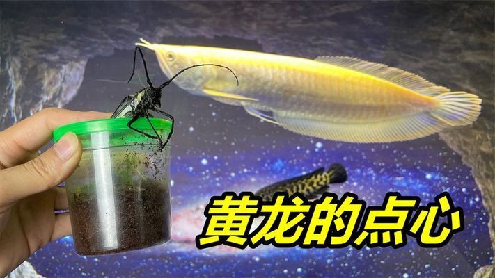 龙鱼吃昆虫，龙鱼可以吃多种昆虫类食物