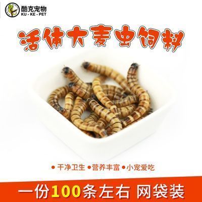 龙鱼吃昆虫，龙鱼可以吃多种昆虫类食物