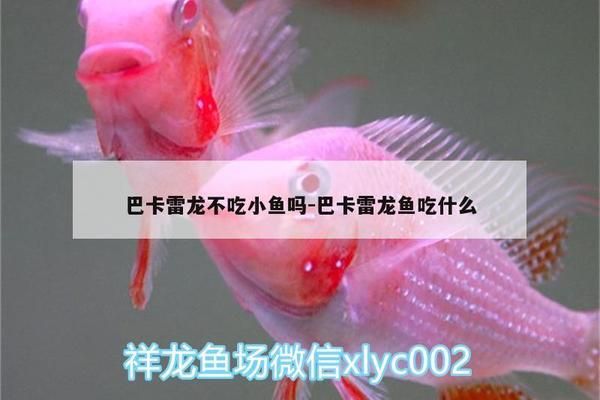 巴卡雷龙鱼日常饮食搭配建议，巴卡雷龙鱼最佳饲料品牌推荐，如何判断巴卡雷龙鱼营养均衡