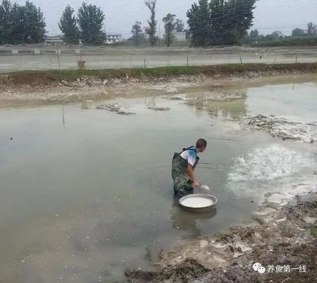 茶麸清塘的具体操作步骤，茶麸与生石灰混合清塘需要注意的是，茶麸清塘注意事项总结 观赏鱼市场（混养鱼） 第3张