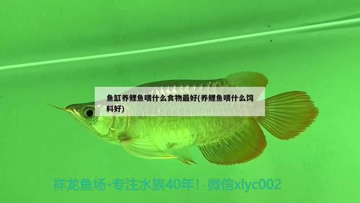 白子关刀鱼幼鱼饲料配方，关于白子关刀鱼幼鱼的专门饲料配方并没有在搜索结果中明确提及 观赏鱼市场（混养鱼） 第3张