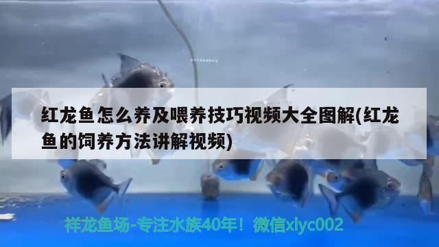 如何预防印尼小红龙疾病，印尼小红龙鱼常见疾病及防治 观赏鱼市场（混养鱼） 第4张