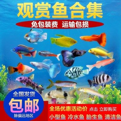 金龙鱼油是外企吗，关于金龙鱼油的问题 水族问答