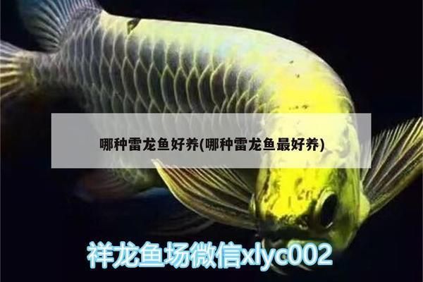 野彩鱼适宜的水温范围，野彩鱼适宜水温范围 观赏鱼市场（混养鱼） 第3张