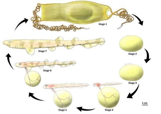 鲨鱼胚胎对温度变化的反应，温度变化对鲨鱼胚胎的影响 观赏鱼市场（混养鱼） 第4张