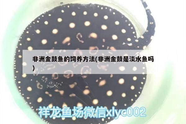 非洲金鼓鱼适宜的pH值范围，非洲金鼓鱼适宜的ph值范围为6.6至7.8至7.8 观赏鱼市场（混养鱼） 第2张