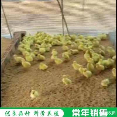 大白鲨鱼苗饲料保存技巧，大白鲨鱼苗饲料保存技巧探讨有效方法保持饲料新鲜度与营养价值 观赏鱼市场（混养鱼） 第2张