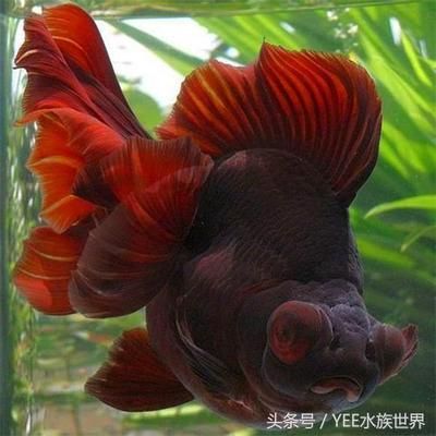 金龙鱼水族箱最佳水草搭配，金龙鱼水族箱最佳水草搭配应考虑光照、水质和植物生长需求