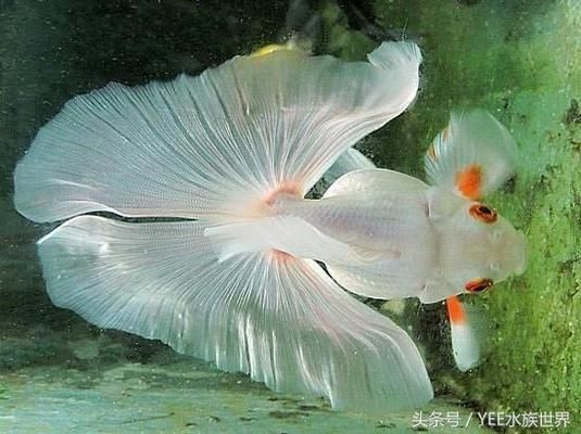 金龙鱼水族箱最佳水草搭配，金龙鱼水族箱最佳水草搭配应考虑光照、水质和植物生长需求 观赏鱼市场（混养鱼） 第3张