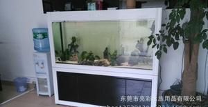 红龙鱼背部发色变浅，红龙鱼背部发色变浅怎么办？ 水族问答