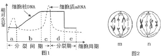 电鳗放电过程中的能量来源，电鳗如何感知周围环境，电压测量技术 观赏鱼市场（混养鱼） 第3张