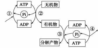 电鳗放电过程中的能量来源，电鳗如何感知周围环境，电压测量技术 观赏鱼市场（混养鱼） 第5张